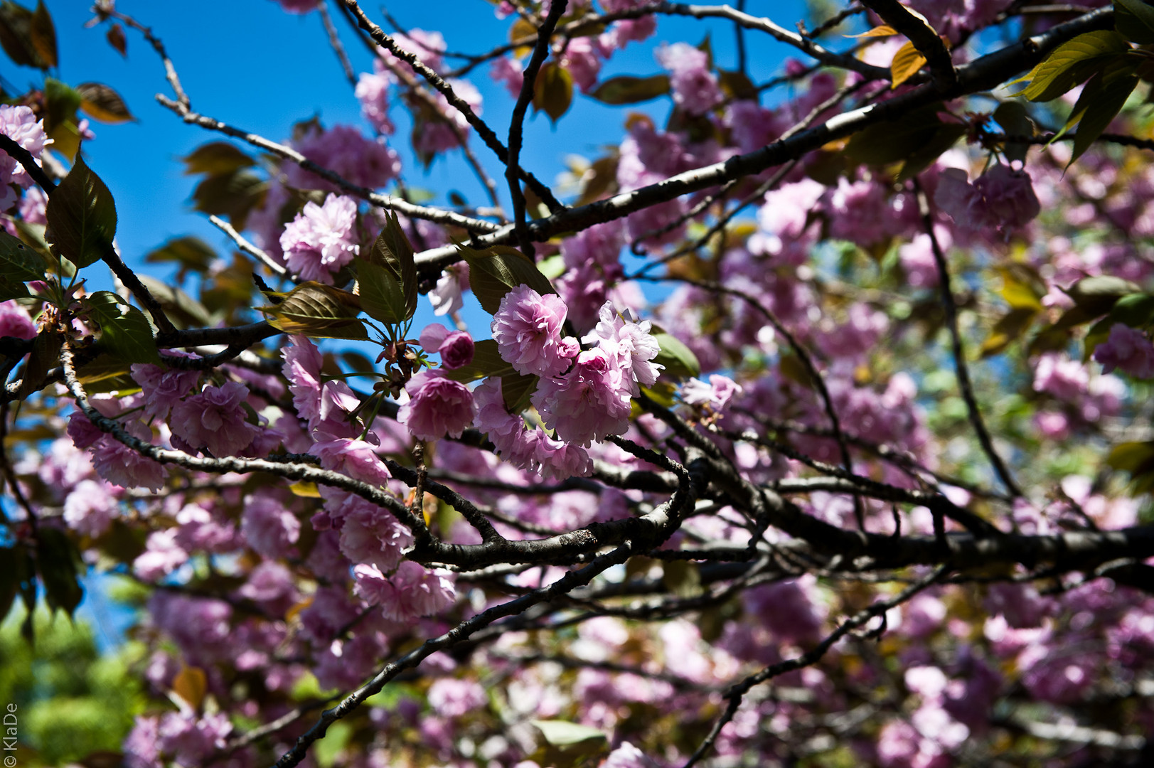 Sakura