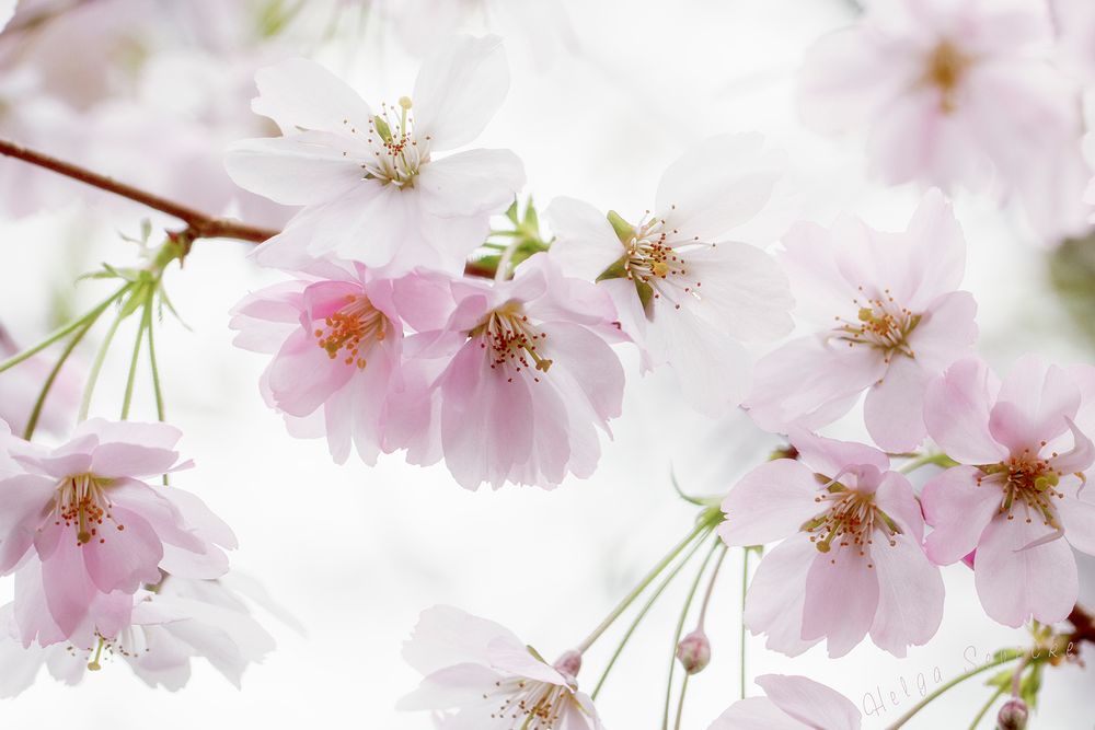 Sakura Foto & Bild frühling, natur, garten Bilder auf