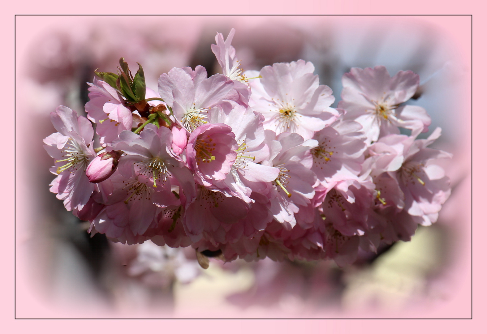 Sakura