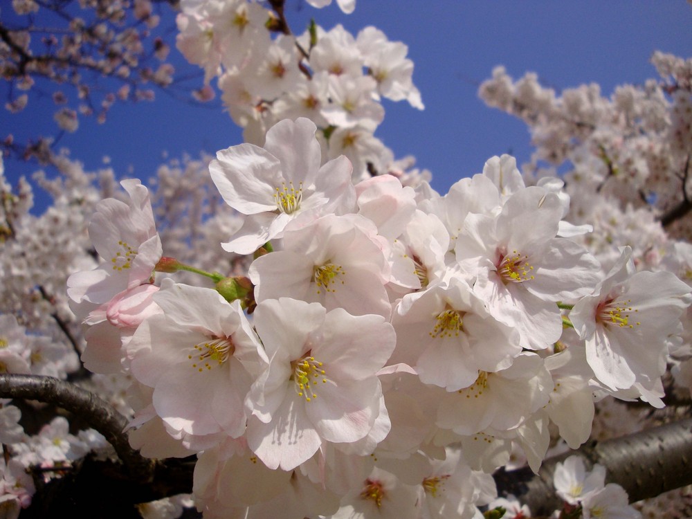 SAKURA