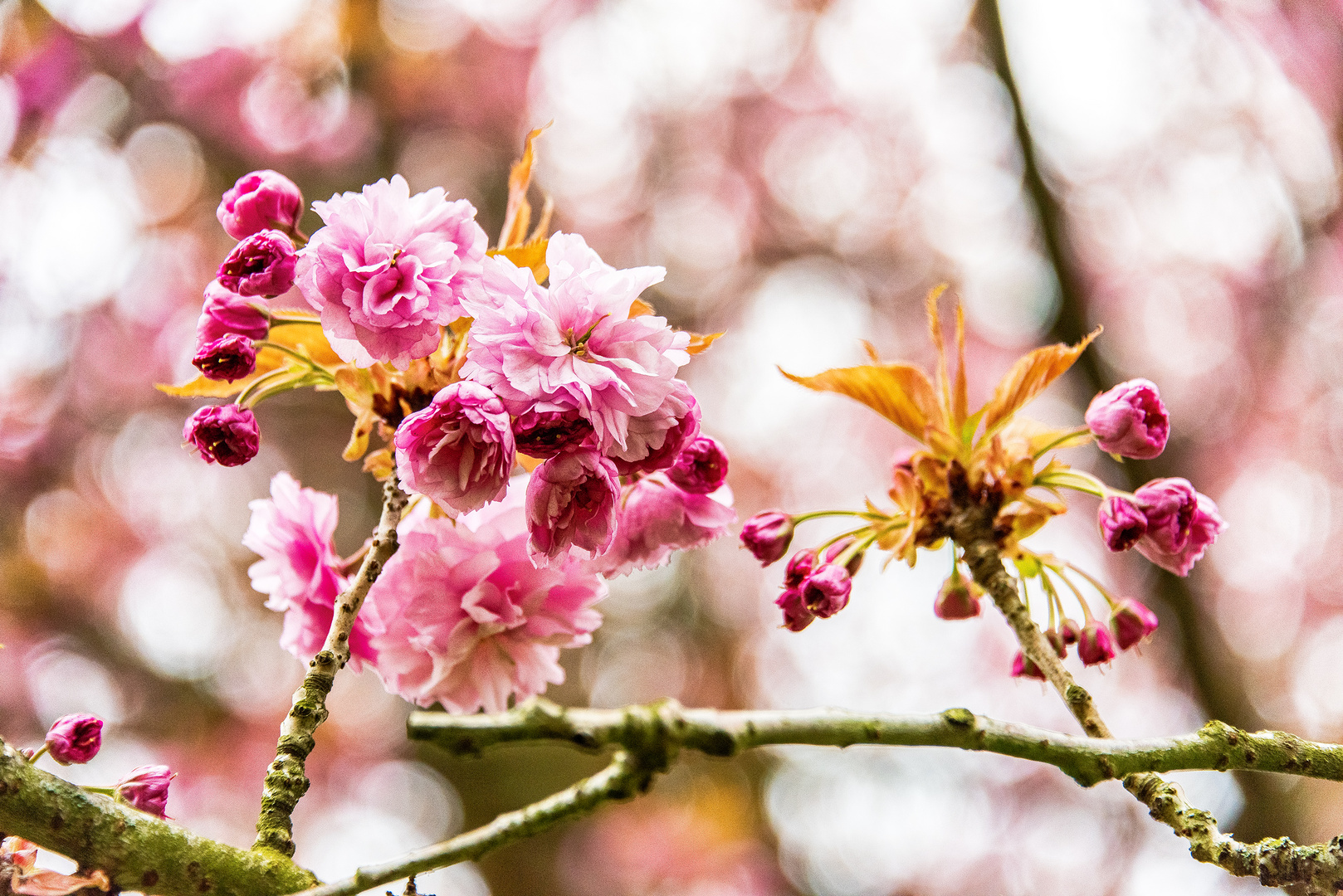 Sakura 