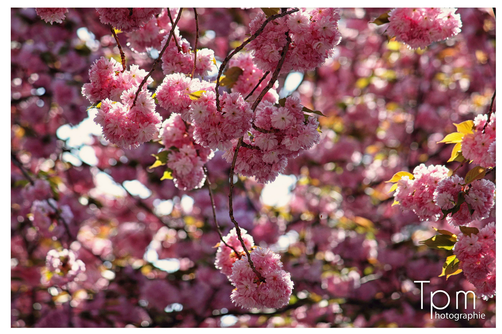 Sakura