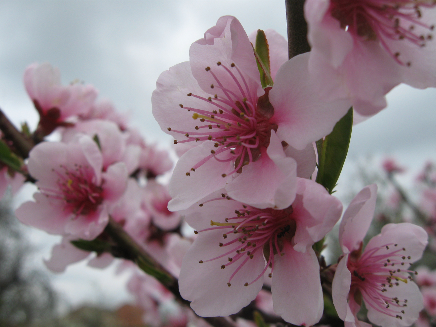 Sakura