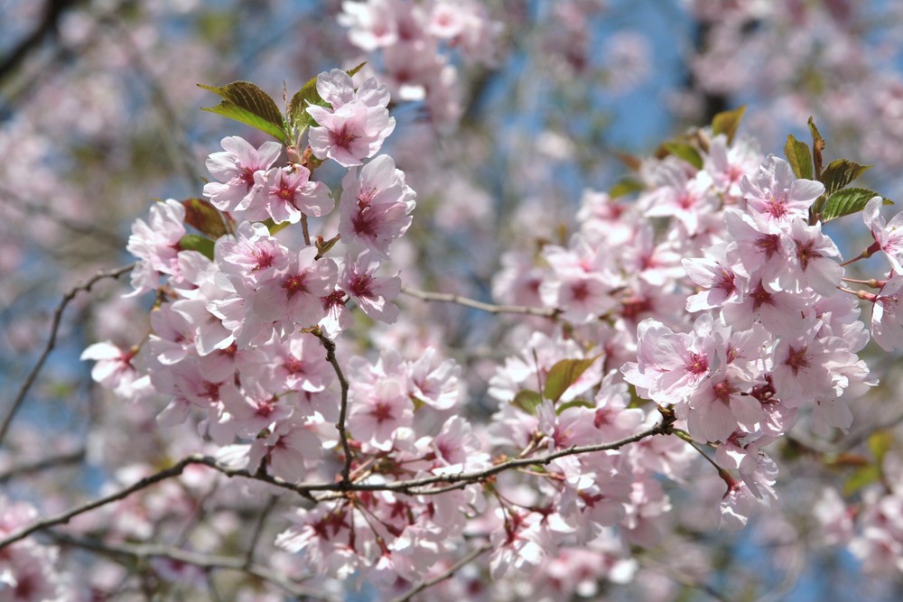 Sakura