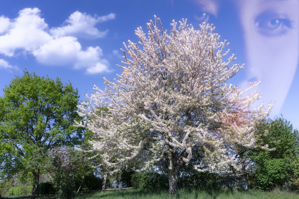Sakura Foto & Bild | spezial, baum, natur Bilder auf ...