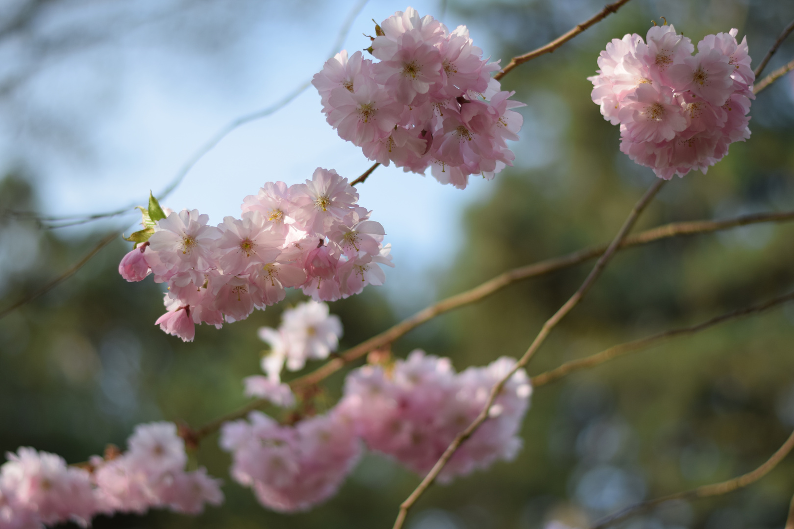 Sakura