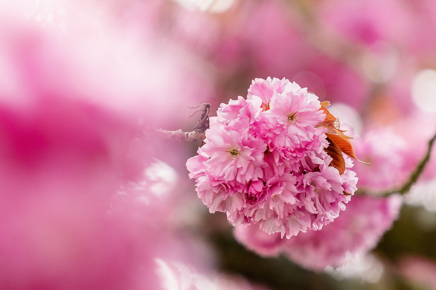 ~ Sakura ~