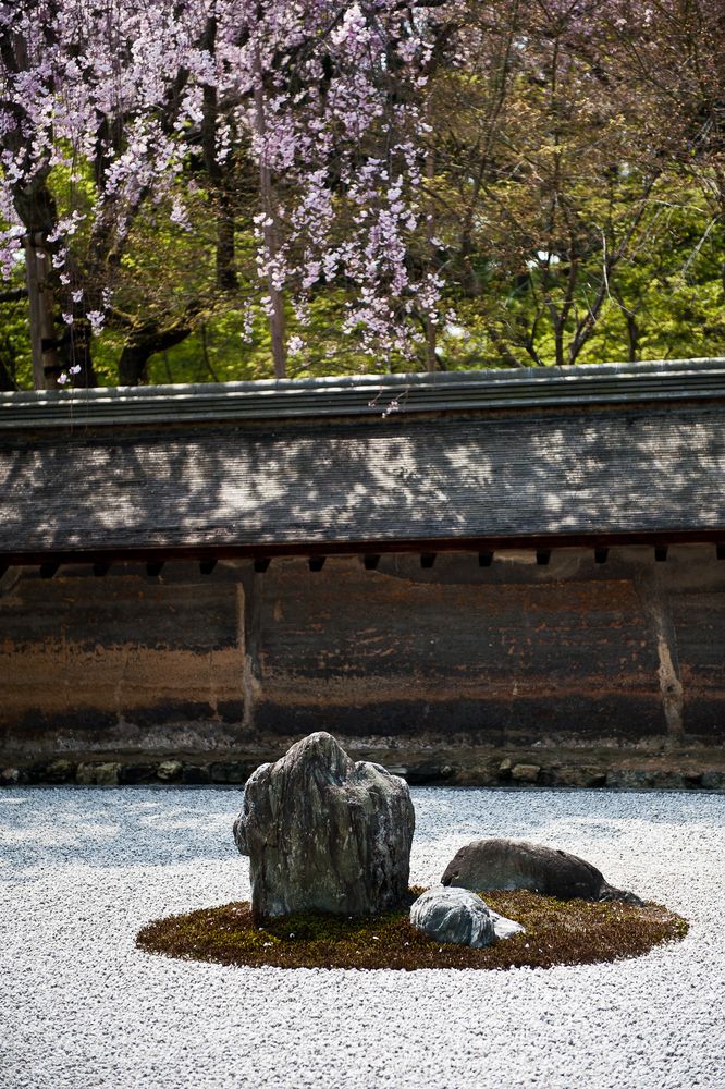 Sakura am Ryoan-ji