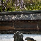 Sakura am Ryoan-ji