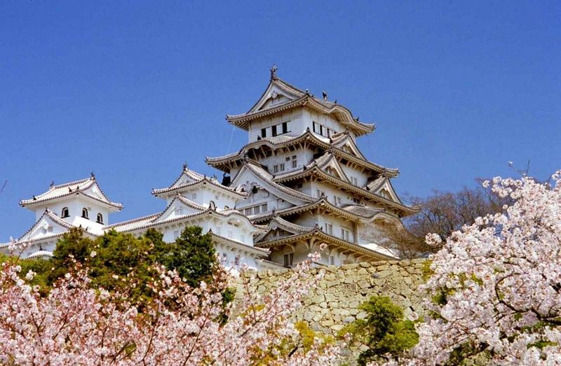 Sakura at Himeji castle