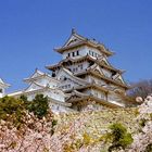 Sakura at Himeji castle