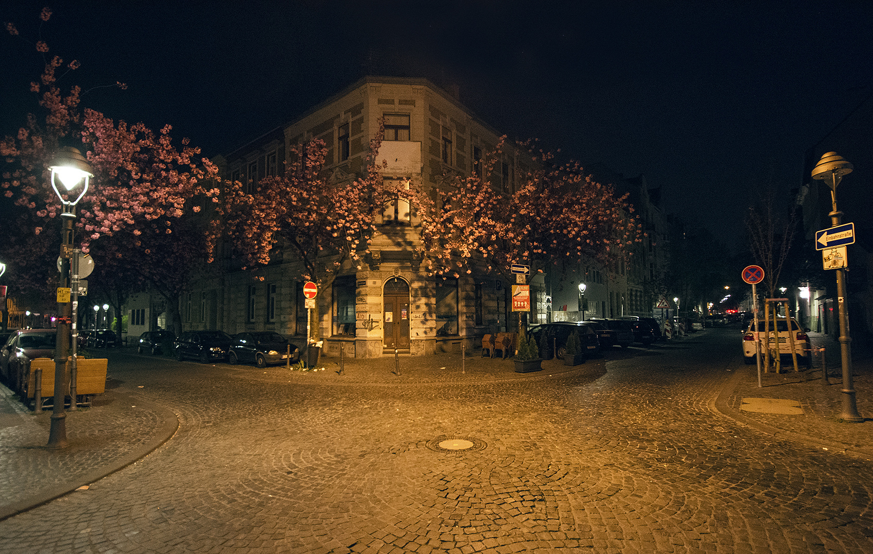 sakura at night