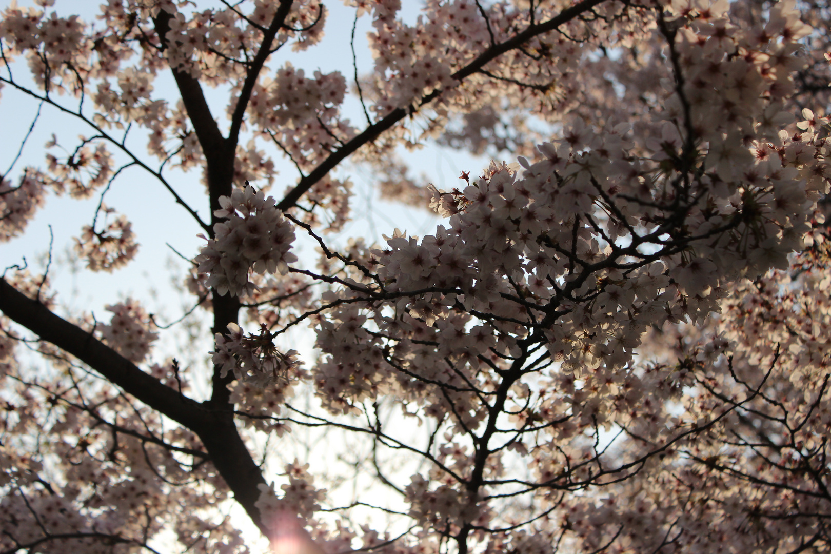 Sakura at Philosopher's Walk in Kyoto