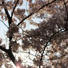 Sakura at Philosopher's Walk in Kyoto