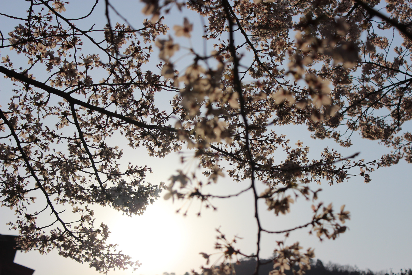 Sakura at Philosopher's Walk in Kyoto