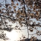 Sakura at Philosopher's Walk in Kyoto