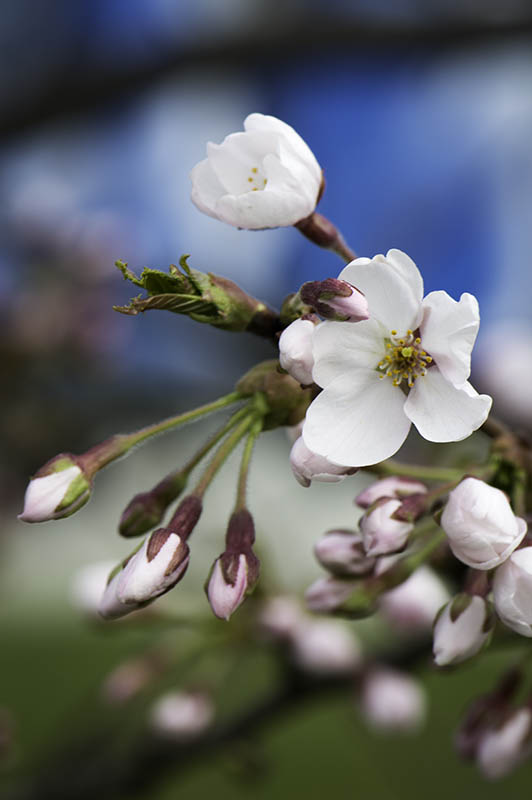 Sakura