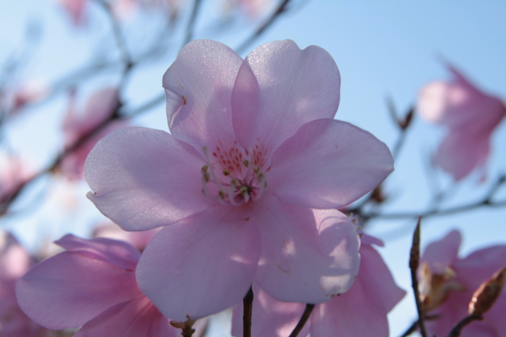 Sakura