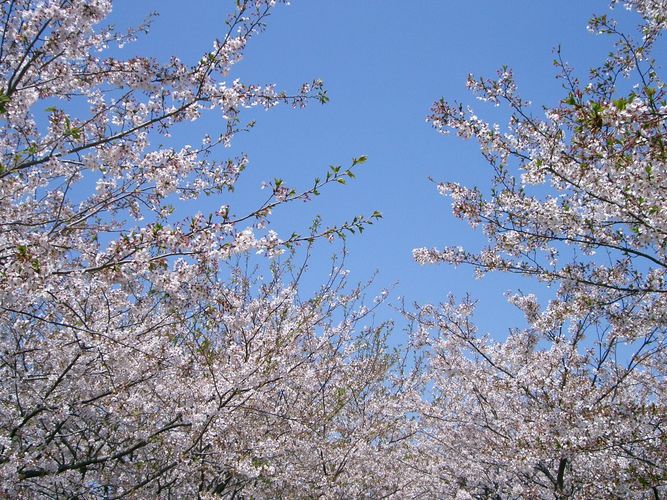 Sakura blossom