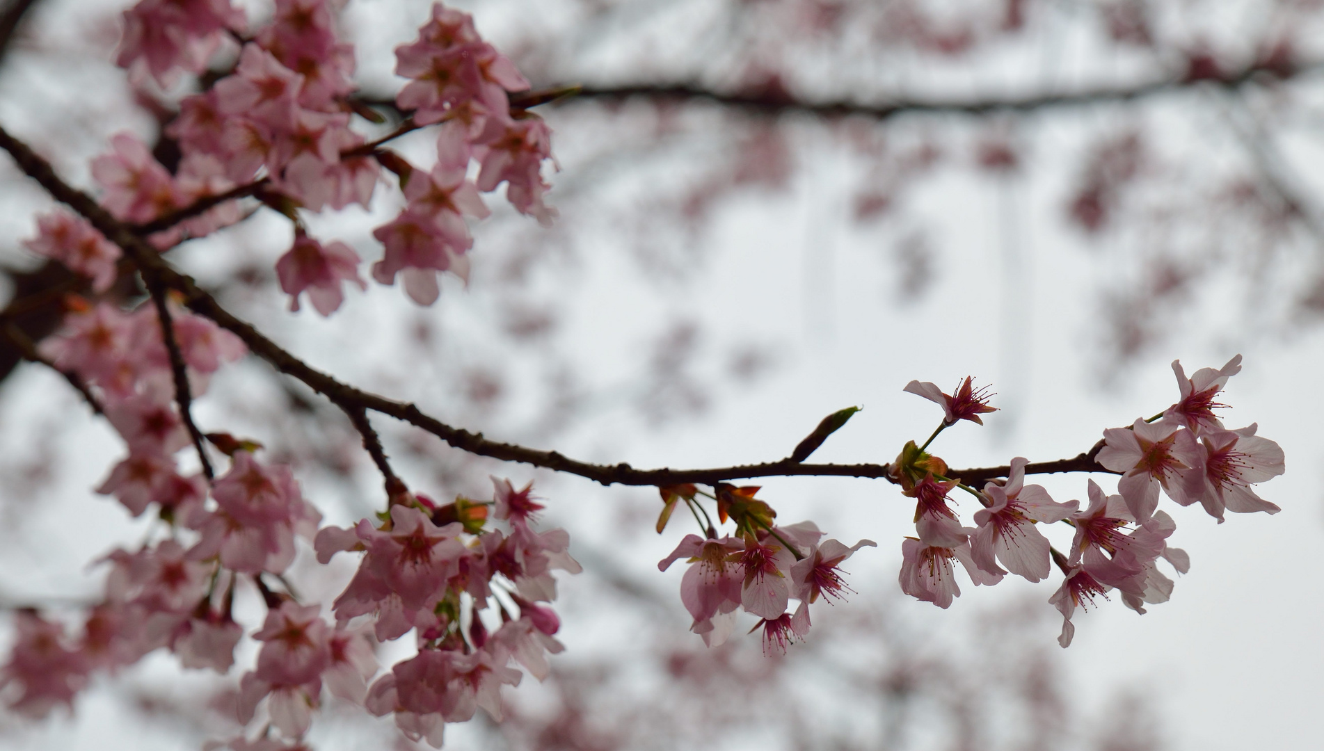 Sakura Blüten am Alishan