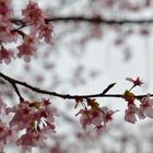 Sakura Blüten am Alishan