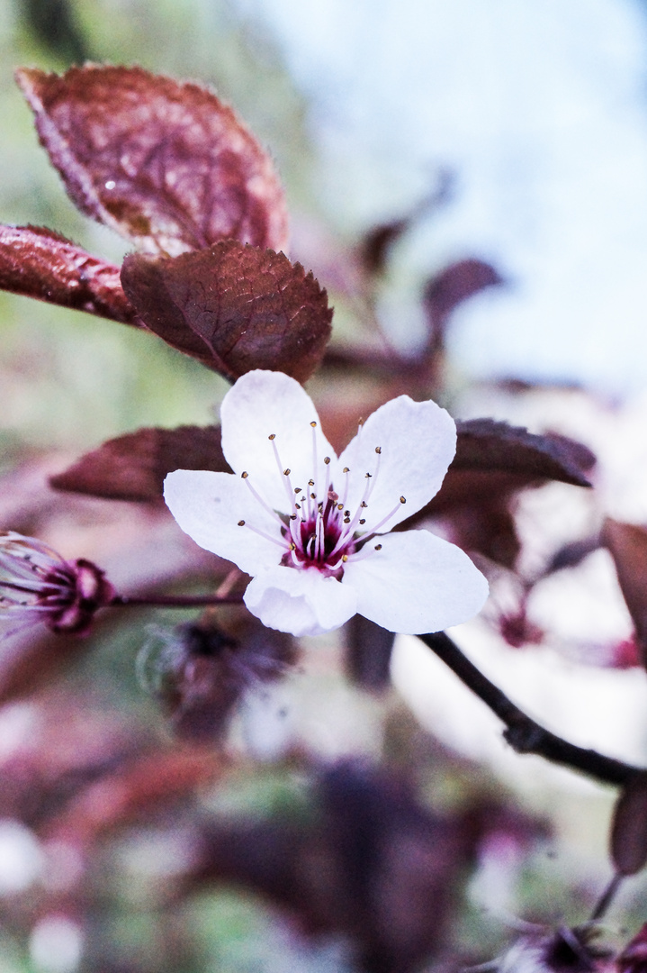 Sakura