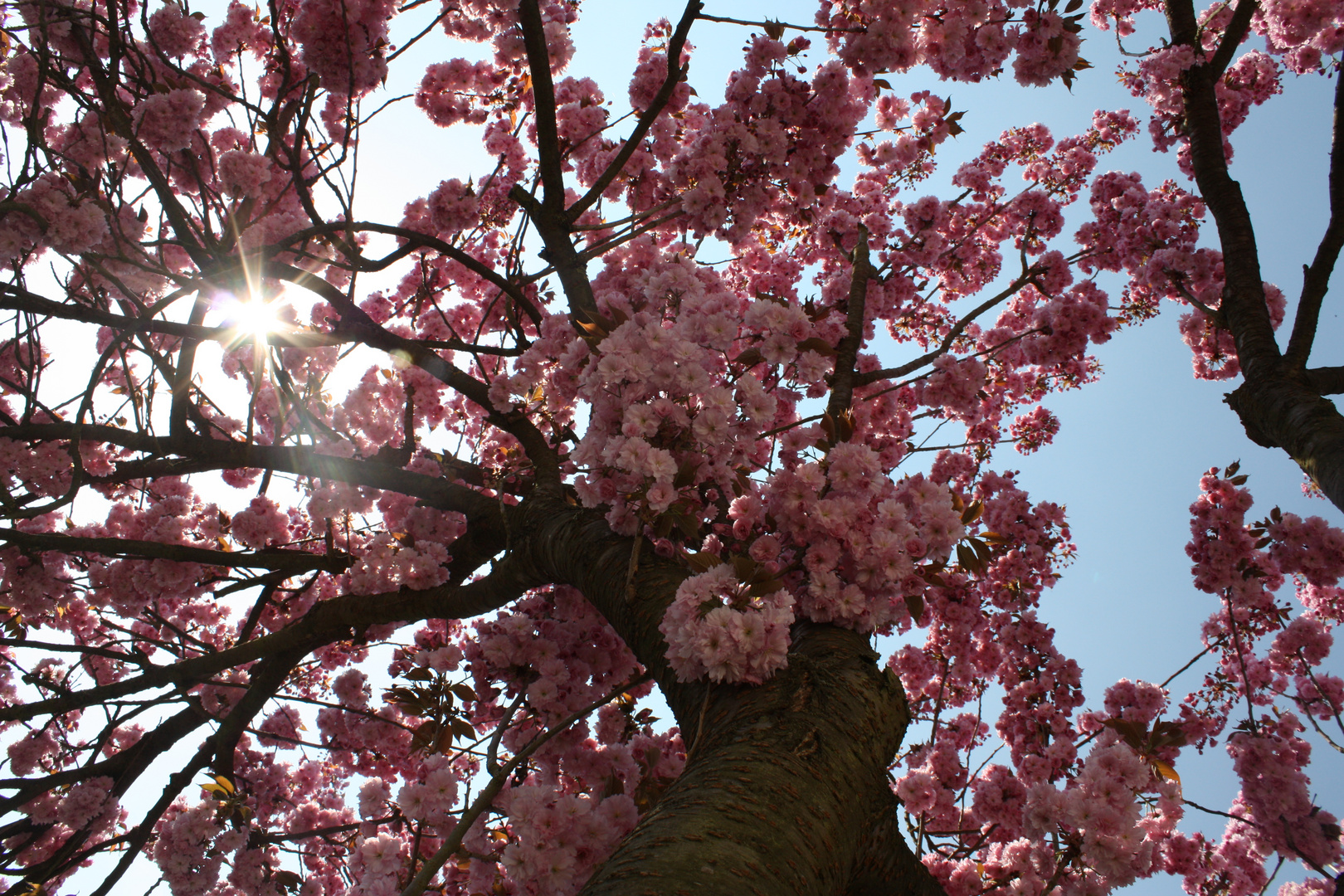 Sakura.