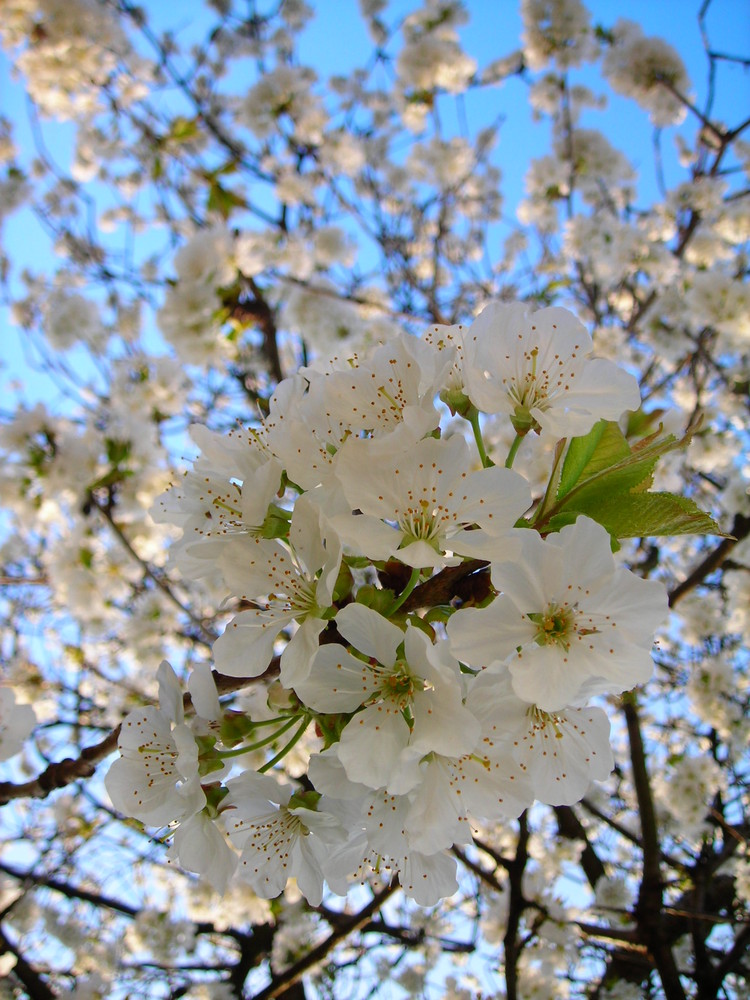 sakura