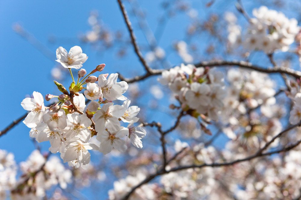 Sakura - die japanische Kirschblüte