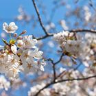 Sakura - die japanische Kirschblüte