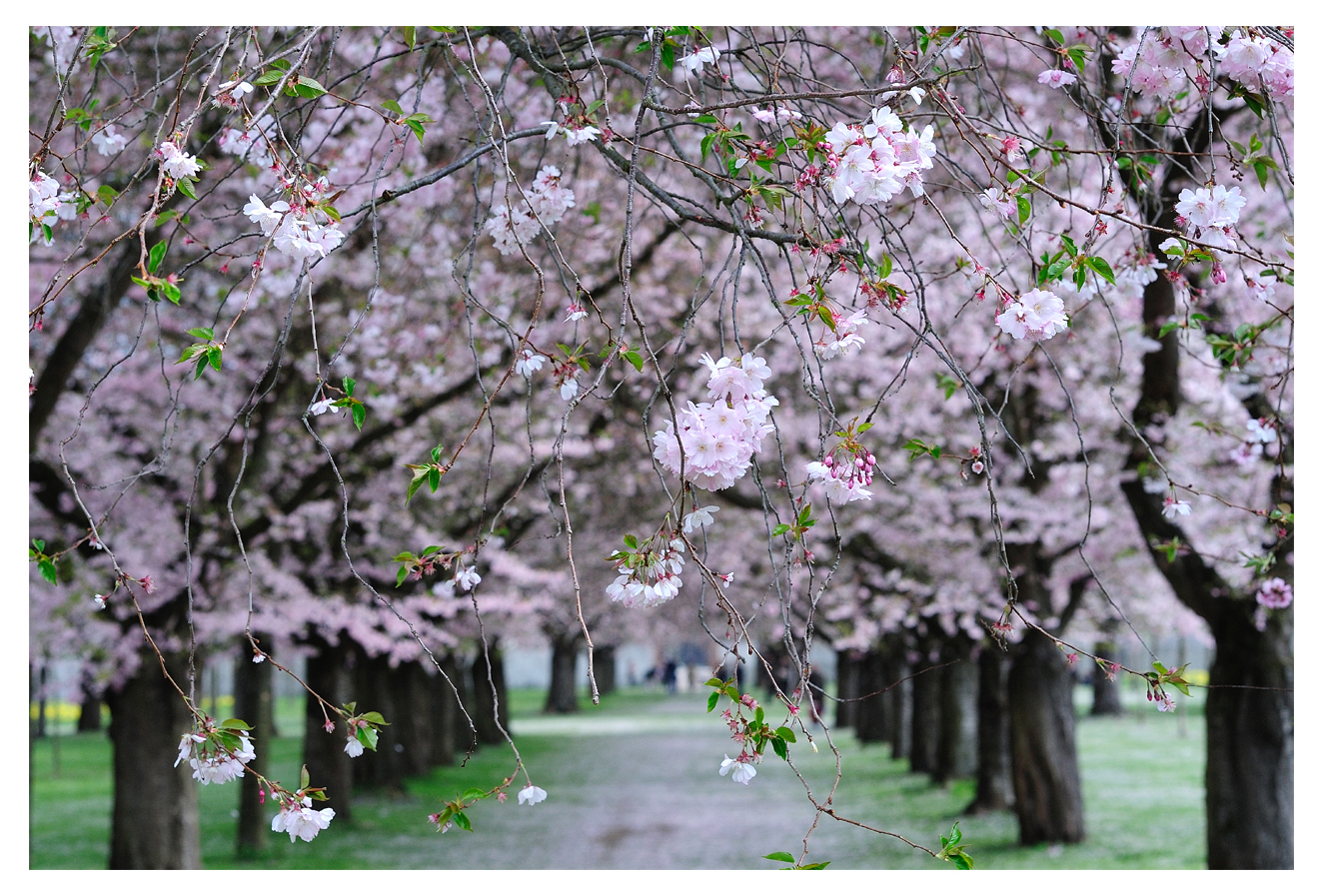 Sakura foto bild archiv flower power archiv 2011 2012 bilder