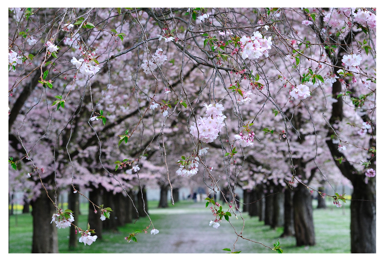 Sakura