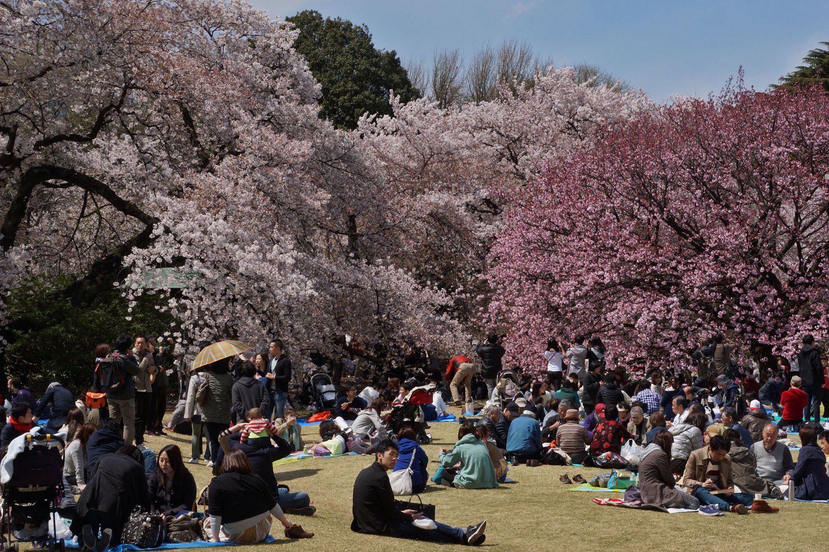 Sakura