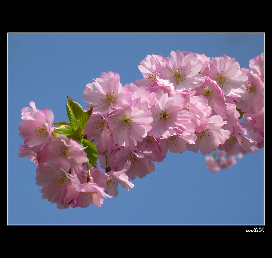 Sakura