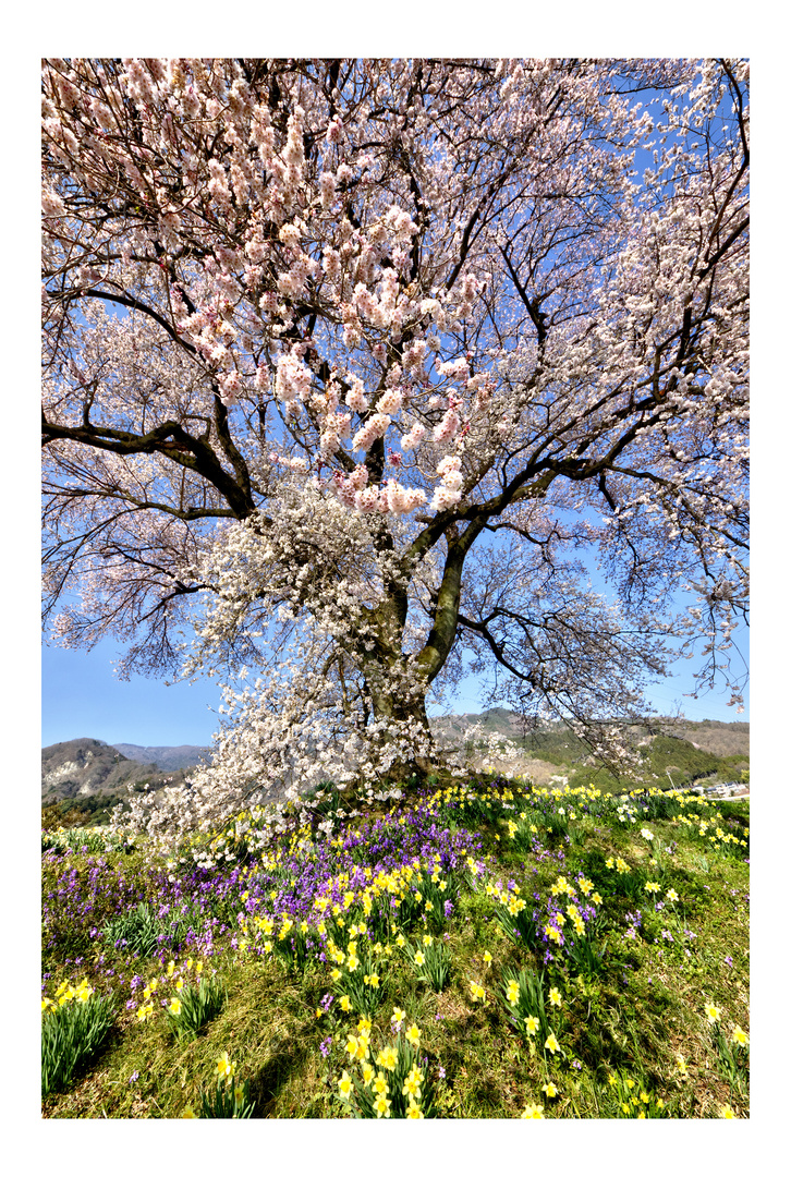 Sakura & Flowers