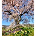 Sakura & Flowers