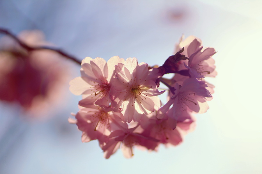 Sakura for peace