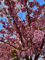 Sakura in Düsseldorf