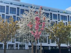 Sakura in Düsseldorf