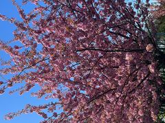 Sakura in Düsseldorf