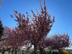 Sakura in Düsseldorf