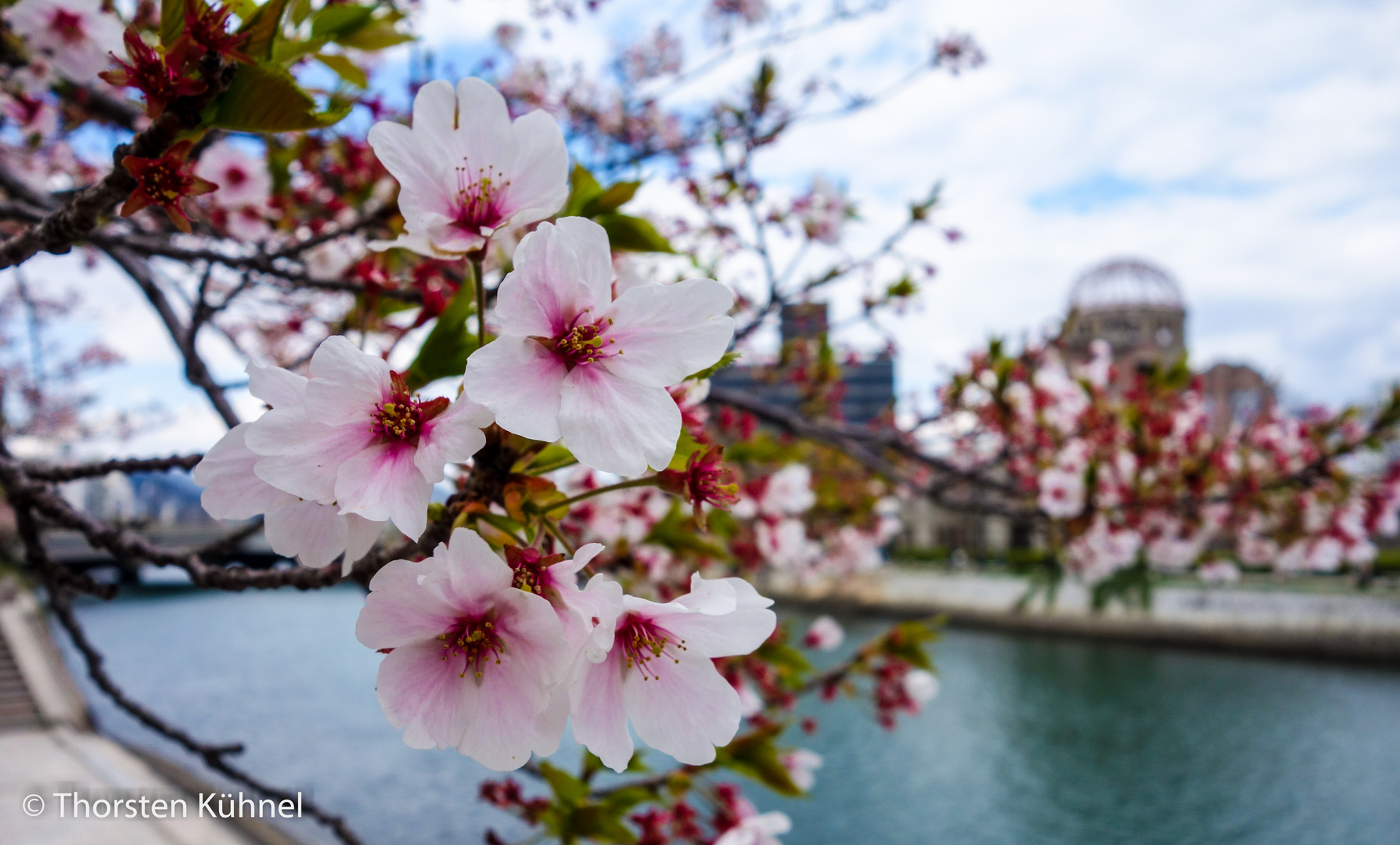 Sakura in Hiroshima