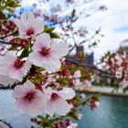 Sakura in Hiroshima