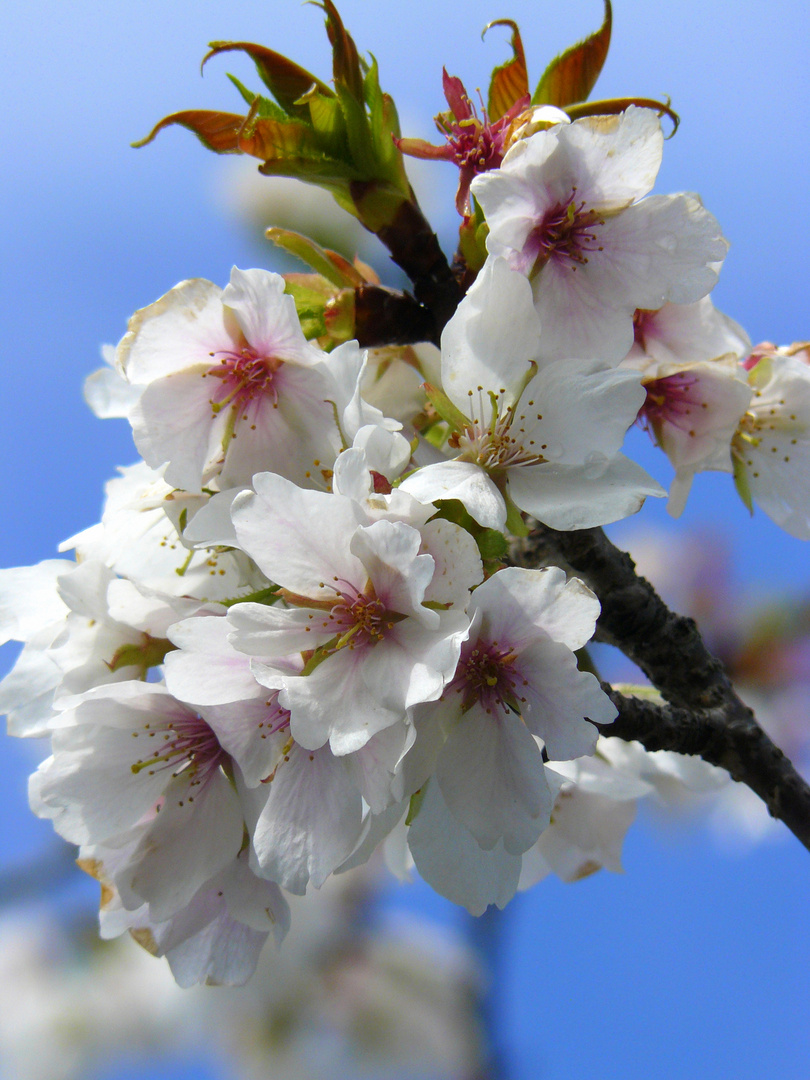 Sakura in Kamakura