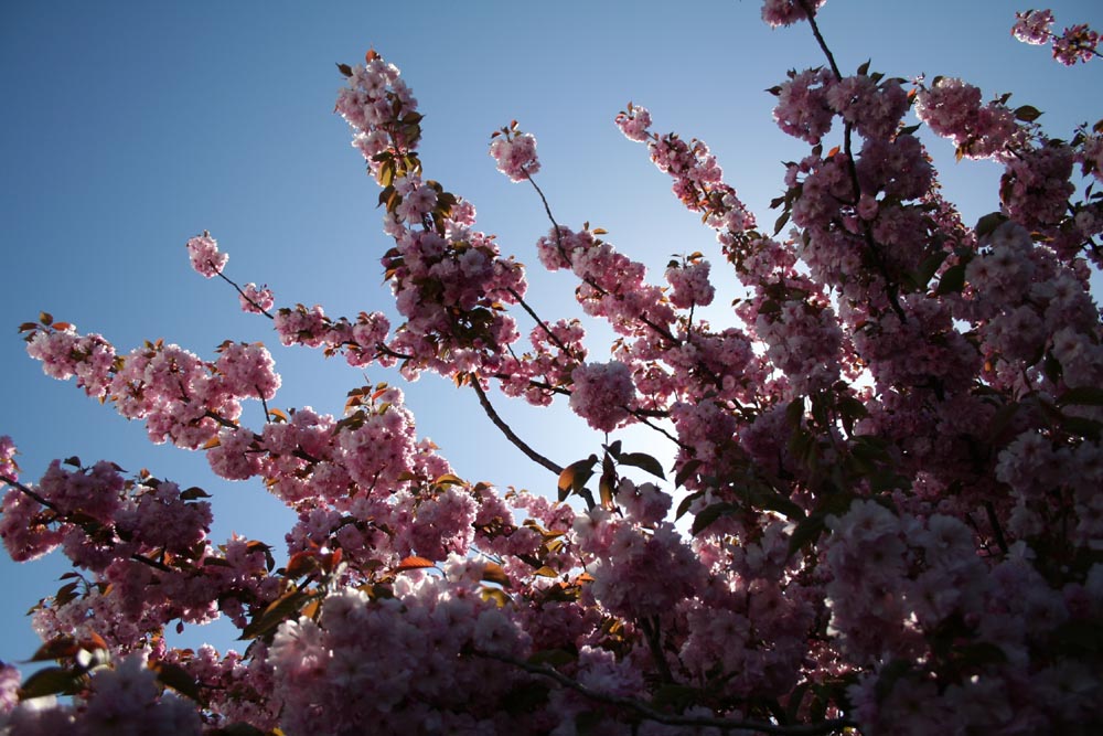 sakura in sun