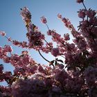 sakura in sun