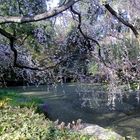 Sakura in the Imperial Palace, Kyoto