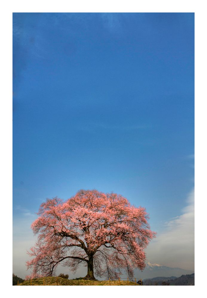 Sakura [in Yamanashi pref.]