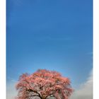 Sakura [in Yamanashi pref.]