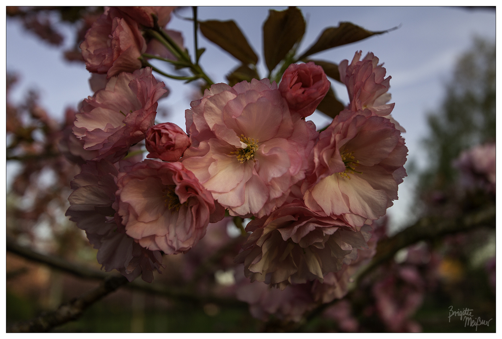 Sakura - Japanische Kirschblüte